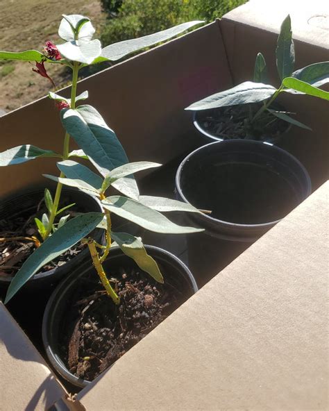 shelton mcmurphey johnson house 5