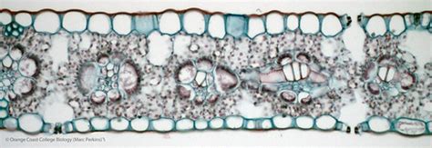 Monocot leaf cross section, 200x | Cross section through an … | Flickr