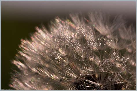 Morgentau... Foto & Bild | pflanzen, pilze & flechten, blüten ...