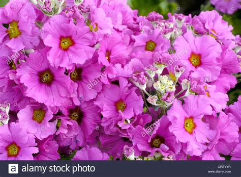 Fairy primrose (Primula malacoides 'Prima Lilac', Primula malacoides ...