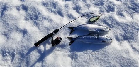Ice Fishing For Kokanee Rkokanee