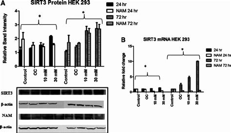 The Effect Of Hyperglycemia On Sirtuin 3 SIRT3 Expression In Normal