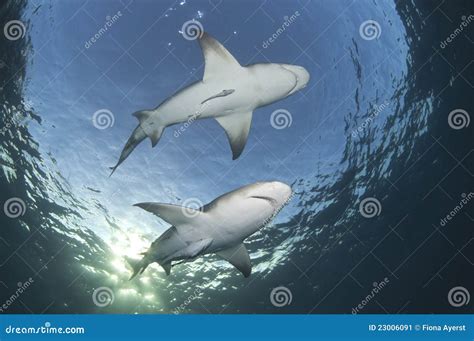 White Underbelly Stock Image Image Of Water Unusual 23006091