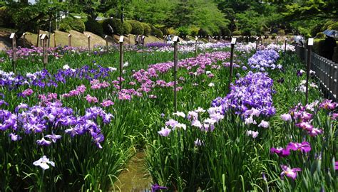 過去の写真～旬の花（花菖蒲）・錦帯橋 吉香公園 綺麗な写真 日々出来事