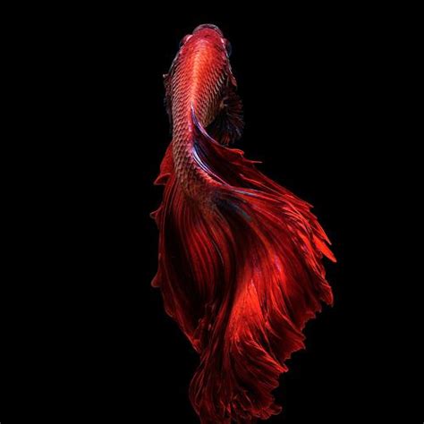 Red betta fish – Artofit