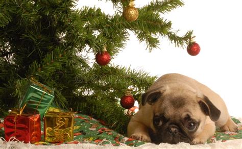 Pug Puppy Under Christmas Tree Stock Photo Image Of Bandanna Peace