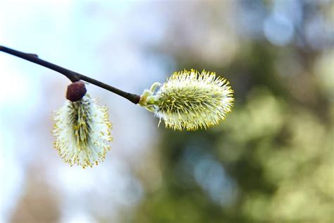 Premium Photo Spring Catkins Flowering Pussy Willow Branch On Natural Blurred Background