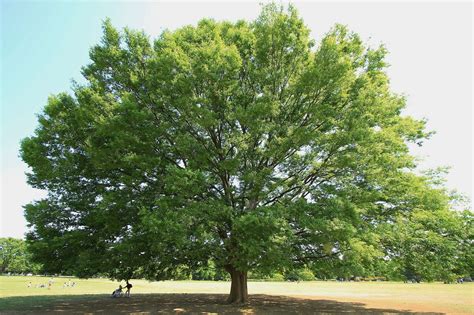 Дзельква (71 фото) - фото - картинки и рисунки: скачать бесплатно