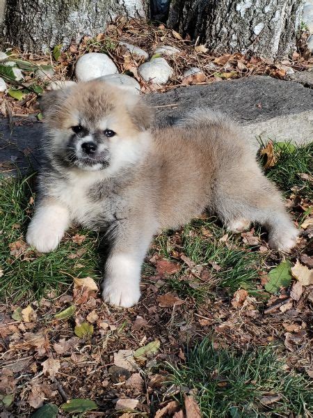 Vendita Cucciolo Akita Inu Da Allevamento A Como Akita Cuccioli Disponibili