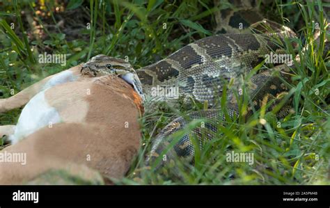 Python prey hunt hi-res stock photography and images - Alamy