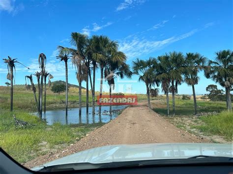 Mil Fazendas Fazenda Em Hidrolina Go Alqueires