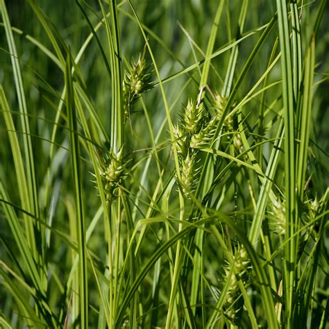 Carex Albicans Oak Sedge