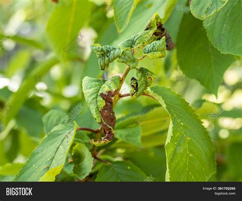 Fruit Tree Leaves Image And Photo Free Trial Bigstock