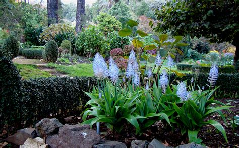 Cila Da Madeira Scilla Madeirensis Fotografia De José Lemos Silva