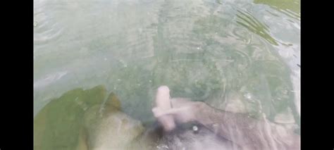 Lake Jerking Cum Drk U Plicaku Gay Amateur Porn Feat Djole XHamster