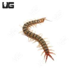 Egyptian Rainbow Centipedes For Sale - Underground Reptiles