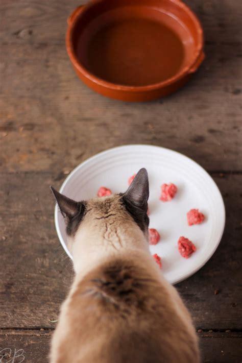 Why And How To Feed Cats Raw Beef Eat Beautiful