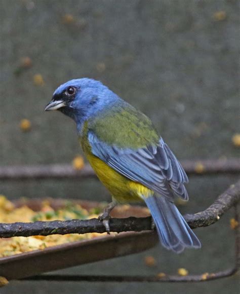 Pictures and information on Blue-and-yellow Tanager