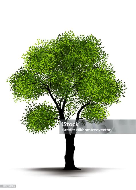 Illustration Realistische Baum Isoliert Auf Weißem Hintergrund Vektor