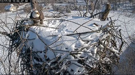 Bella And Smitty Check The Nest Post Winter Storm Dec Nctc