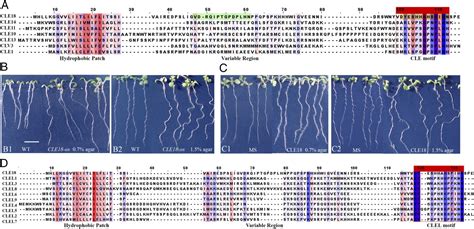 Cle Like Clel Peptides Control The Pattern Of Root Growth And Lateral