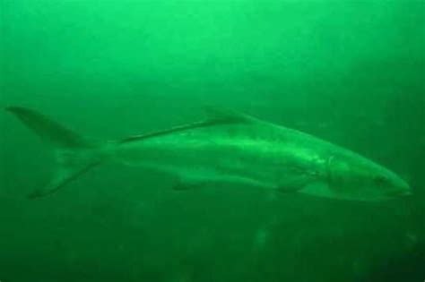 Huge Cobia Off The Goldfinch Wreck Sc Goldfinch Scuba Whale