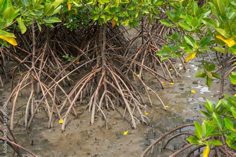 closeup  mangrove roots  dense estuary beach forest   tide
