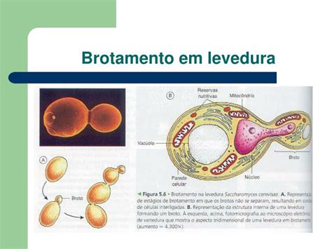 Levedura É Fungo - Ciclo De Brotamento De Levedura Fungos (morfologia, Metabolismo E