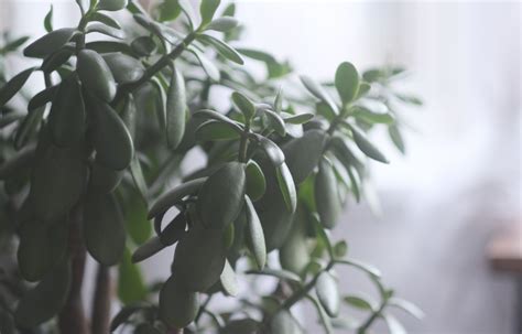 Suculenta Jade Beleza E Cuidados Da Crassula Ovata