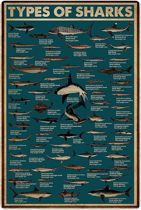 Shark Breed Retro Metal Tin Signs Types Of Sharks Posters Shark ...