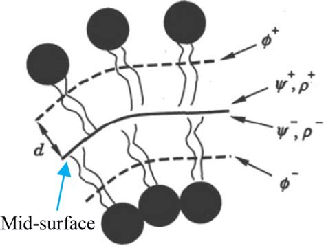 Schematic geometry of a simple bilayer membrane. The black balls ...