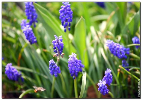 Мускари (Muscari) или Мышиный гиацинт фотографии