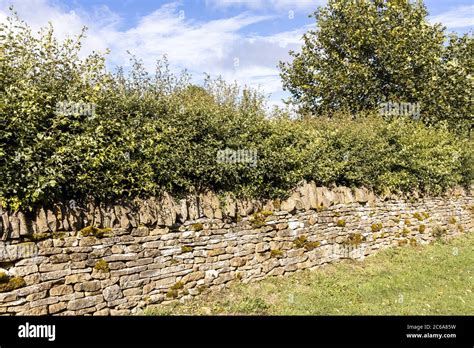 Dry Hedge Hi Res Stock Photography And Images Alamy