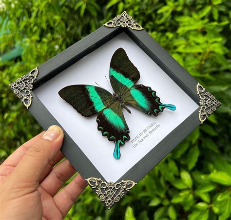 Exotic Insect Collections from Vietnam - Vinacreations : r/OddityCollectors