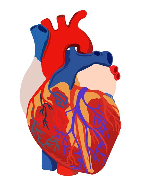 Vector Bright Illustration Of Anatomical Heart Isolated On White