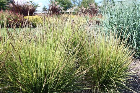 Autumn Moor Grass Garden Housecalls