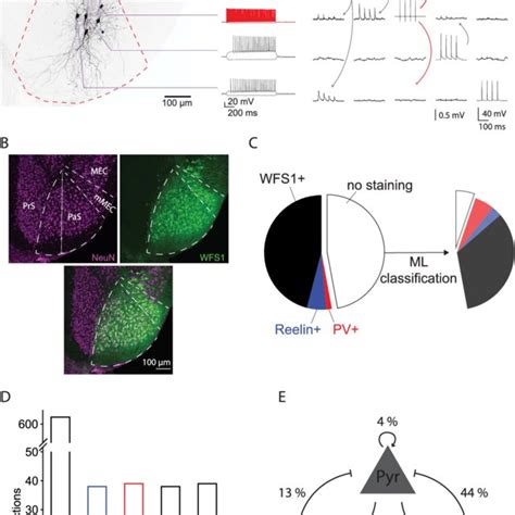 Connectivity Rates Across The 3 Major Cell Classes In The PaS A1