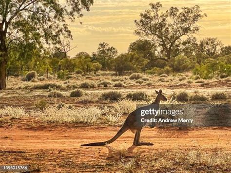 1,310 Kangaroo Australian Outback Stock Photos, High-Res Pictures, and ...