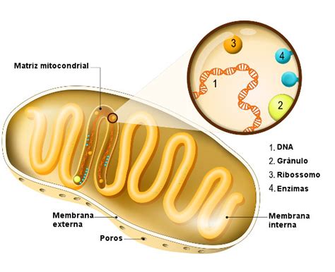 O que são Mitocôndrias Definição Funções e Características