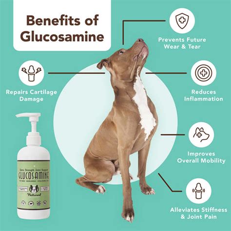 Can Glucosamine Be Bad For Dogs
