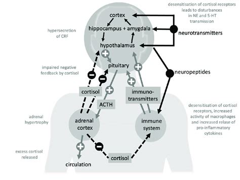 Complex Interactions Amongst Hypothalamus Pituitary Adrenal Axis Download Scientific Diagram