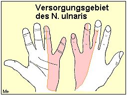 MedizInfo Versorgungsgebiete der drei großen Handnerven