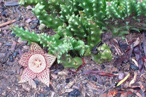 Stapelia variegata (Orbea variegata)