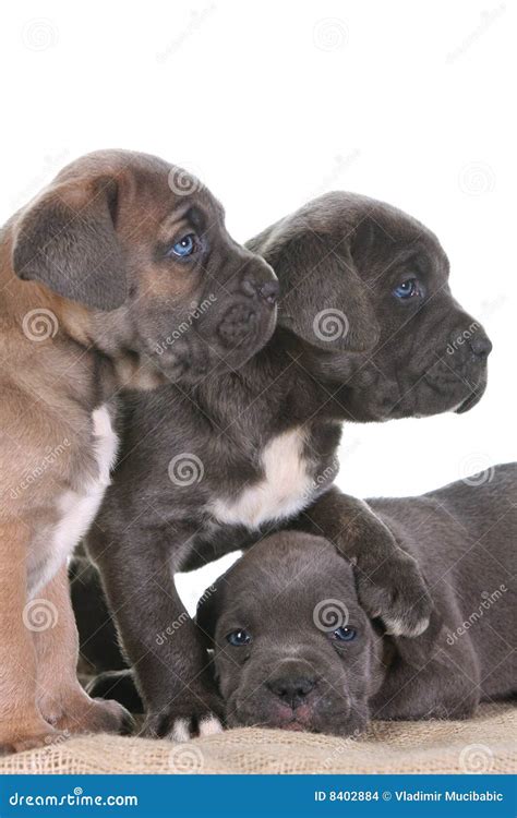 puppy italian mastiff cane corso stock photo image  domestic puppie