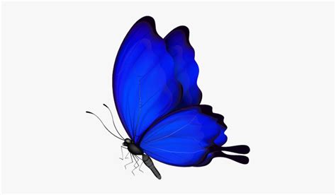 Blue Butterfly Png Download Blue Butterfly Png Vector Transparent