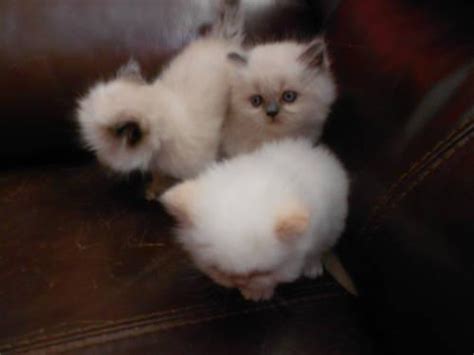 Purebred Persian Himalayan Kittens For Sale In Catatonk New York