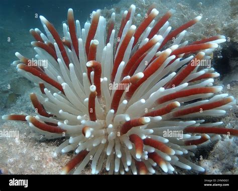Giant Tube Worms Riftia Pachyptila Siboglinidae In Hydrothermal Vent