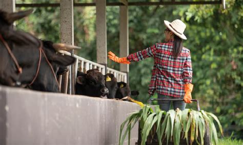 5 Tips Memilih Pakan Ternak Sapi Berkualitas Dan Sehat Kan Jabung