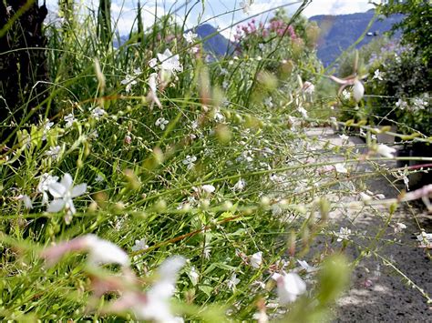 Impressionen - Gärtnerei | Landschaftsbau | Gartenbau | Galanthus