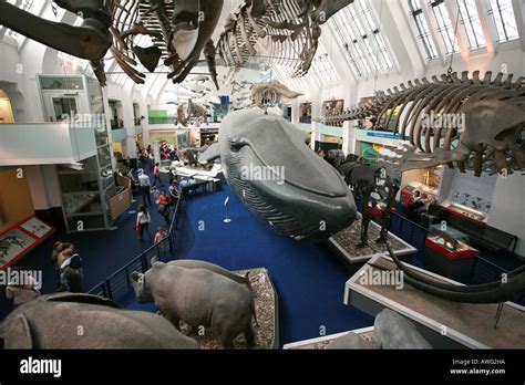 The Blue Whale exhibit a popular attraction with tourists visiting the ...